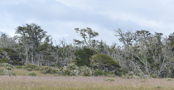 AR 0118 667 TT bomen