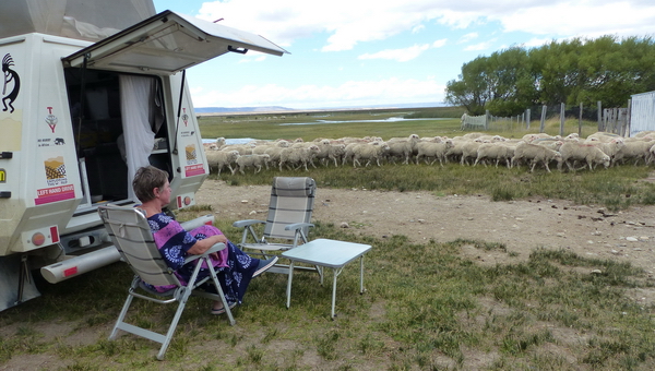 AR 0218 733 TT schapen passeren