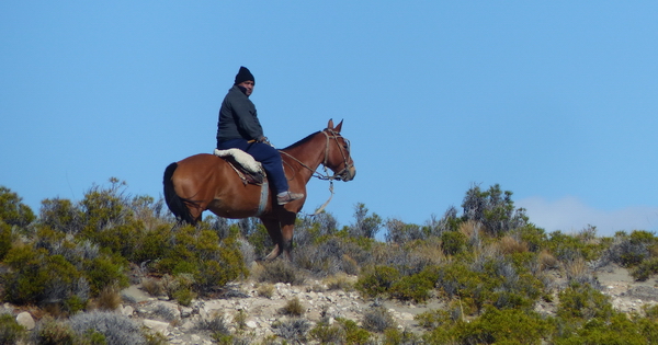 AR 0318 398 TT gaucho