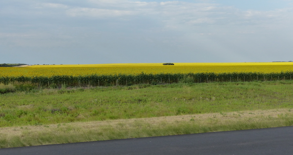 AR 1217 612 TT zonnebloemen