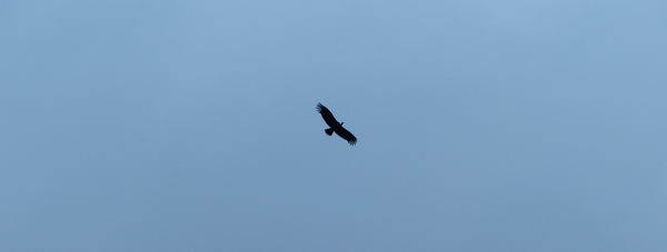 CH 0218 426 TT condor