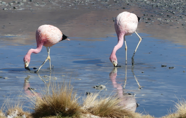 BO 1118 832 TT flamengos