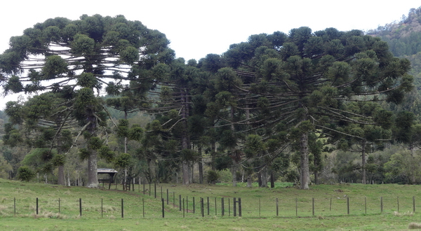 BR 0919 045 TT eerste araucaria s