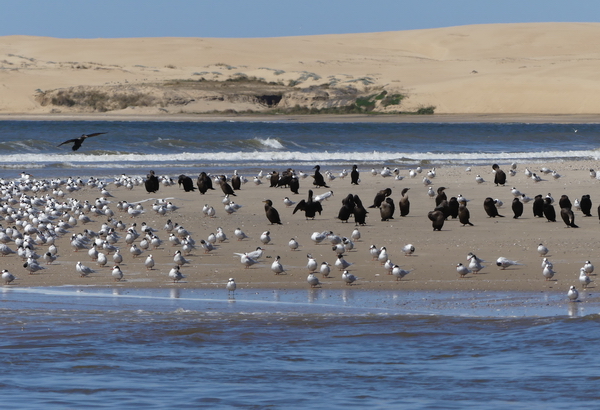 UY 0919 094 TT vogeltjes kijken 